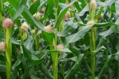 盛世4106玉米种子特点，高抗茎腐病