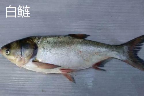 花鲢的产地，我国东部各江河、湖泊、水库均有产出