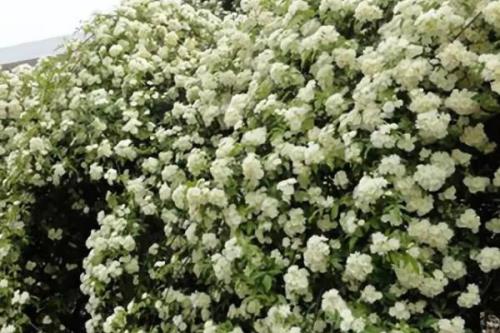 木香花的养殖方法，选择沙质土壤种植为佳