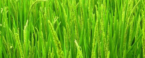 金禾粳优1702水稻种子简介，全生育期为132.7天