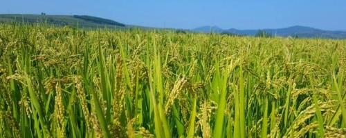 内6优2348水稻种简介，每亩有效穗数15万穗
