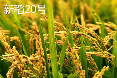 适合种植在新疆地区的水稻品种，新稻58号可在南疆和北疆推广种植