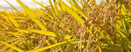 万象优8339水稻品种的特性，6月18-23日播种