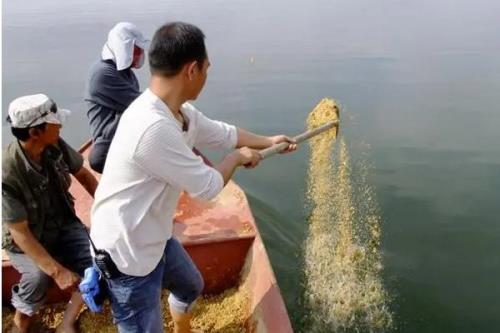 翘嘴一般在水域中的什么位置，常在水面宽、水草多的地方栖息