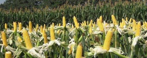 奥洋红917玉米种子简介，密度4000株/亩左右