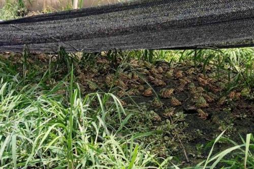 黑斑蛙的种苗价格，4-7月为生殖季节