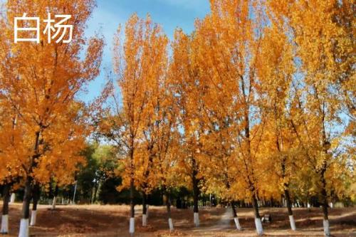 杨树简介，是著名的经济树种
