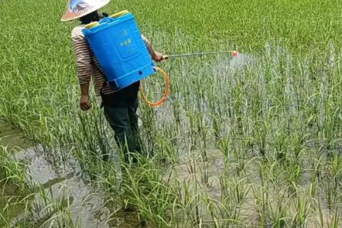 地下害虫防治方法，包括药剂拌种、毒土撒施、毒饵诱杀等