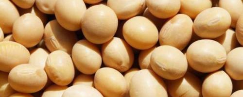 合农74大豆种子特点，在适应区五月上旬播种