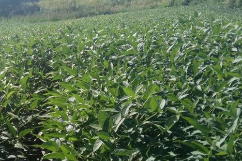 铁豆101大豆品种简介，中抗花叶病毒病3号株系