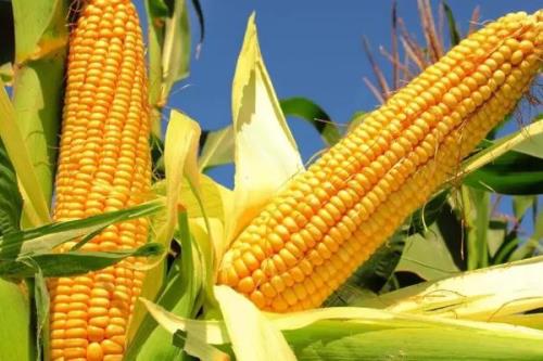 登科161玉米种子简介，5月10日前后播种