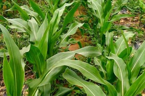 正大507玉米种子特点，生育期95.4天