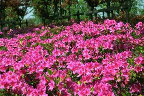 夏鹃的特点，因夏季开花而得名