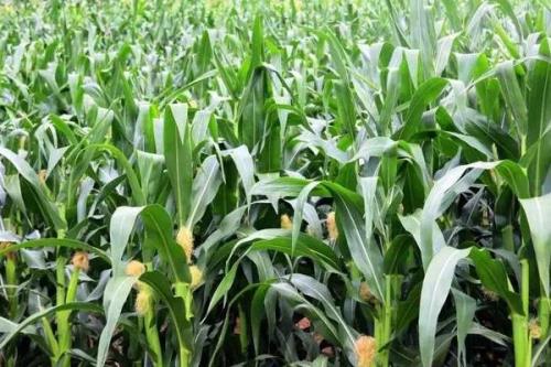 德育100玉米种子特点，每亩保苗5500-7000株