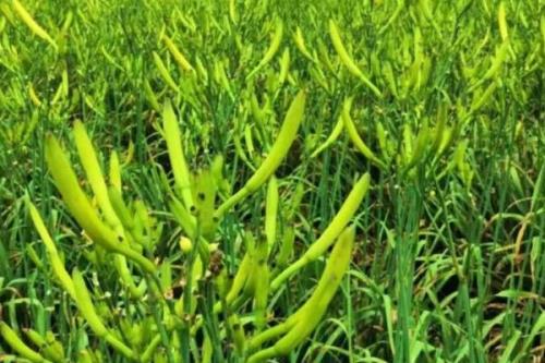 在大理如何种植黄花菜，可采用宽窄行的种植方式