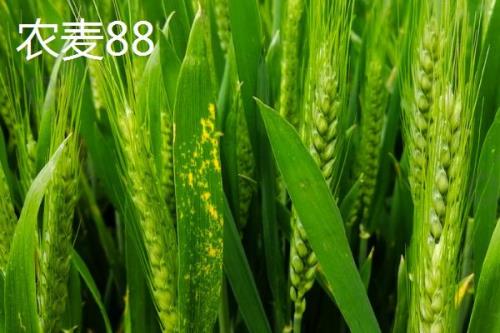 红麦品种，包括杨麦25、农麦88、宁麦22等种类