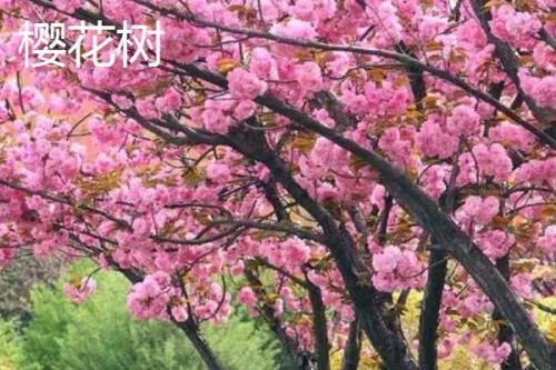 樱花树与樱桃树有什么区别，樱花树属于樱花种、樱桃树属于樱桃种