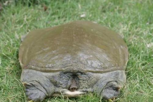 水鱼的简介，别称甲鱼