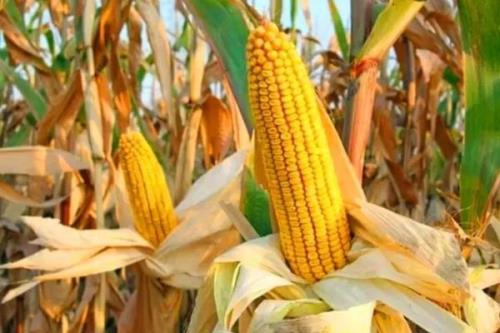 顶立1号（试验名称：顶立1号）玉米品种简介，注意防治病虫害