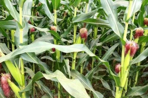 玉迪838玉米种简介，大喇叭口期防治玉米螟虫