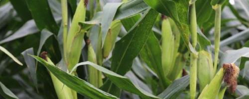 茭玉1716玉米种简介，密度4500株/亩左右
