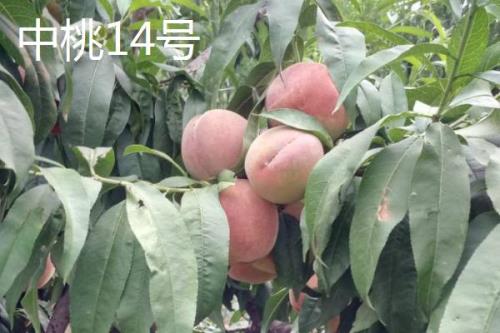 毛桃的品种都有哪些，这几个都是优质品种