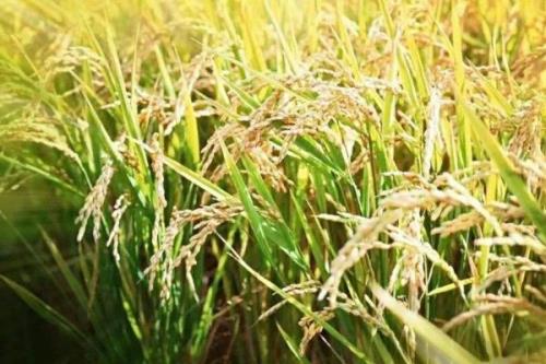 中籼138水稻品种简介，全生育期129.6天