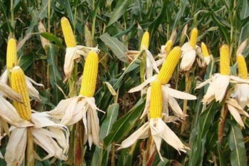 银科8117玉米品种简介，密度4500株/亩左右