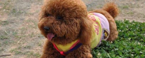 贵宾犬和泰迪犬的区别，贵宾泛指深色毛、体型较小的贵宾犬