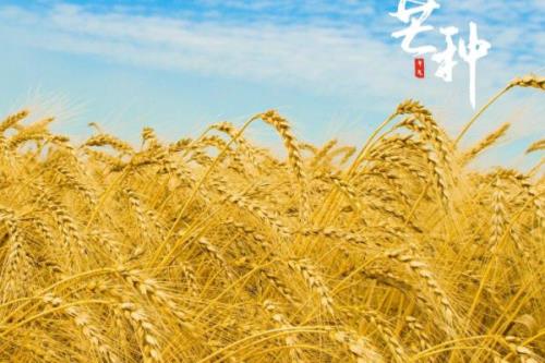 芒种节气的来源，由古代农耕文化演变而来