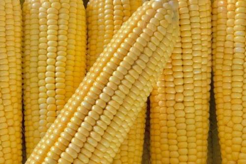 原玉甜819玉米种简介，基肥应每亩施45千克