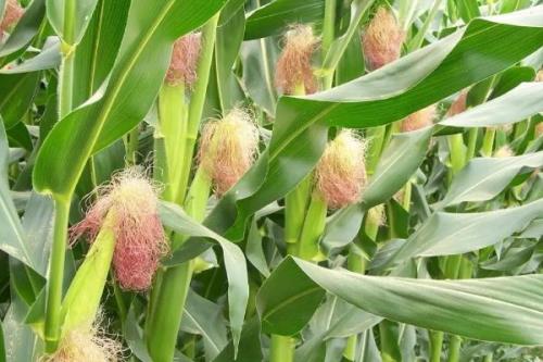 博新35玉米种子特点，合理安排种植密度