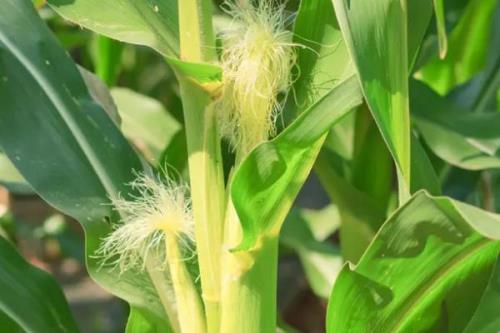 湘农甜玉4号玉米品种简介，中抗茎腐病