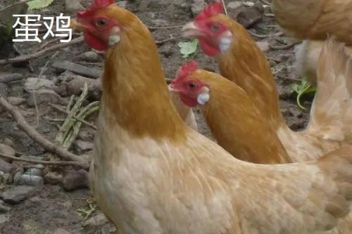 白耳黄鸡简介，是我国非常稀少的白耳黄鸡品种