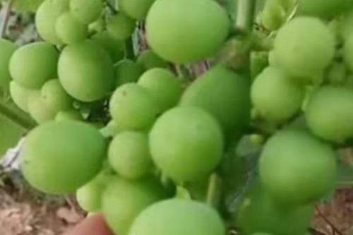 葡萄粒小的原因，品种原因或氮肥施用过量均会导致