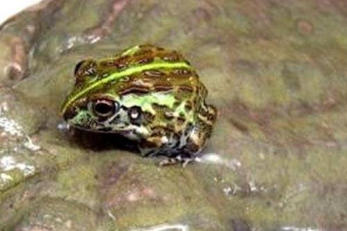 牛蛙的生长过程，为受精卵、蝌蚪、幼蛙到成蛙四个阶段
