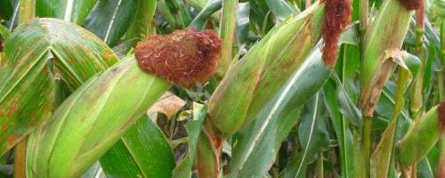 DK8518玉米种子介绍，中抗茎腐病