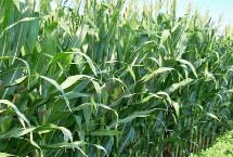 蓝鹰8号玉米品种简介 适宜播期为6月10日～20日