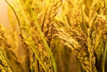 万利粳1号水稻种子特征特性 采用旱育秧稀播种技术