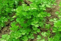 春季怎么种植香菜 浸种催芽后可进行条播