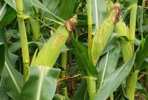 陇青3号玉米种子介绍 4月下旬播种
