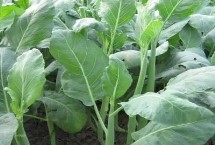 什么时候播种芥蓝 3月播种6月就可采收