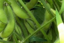 早熟毛豆种植技术 施肥补苗是关键