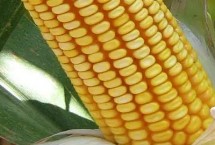 吉农糯26号玉米种子特点 中抗茎腐病