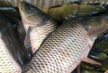 花鲢的养殖技术 放养前应施加有机肥料以培养