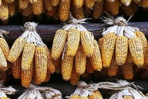 申白甜糯3号玉米品种简介 鲜食糯玉米品种