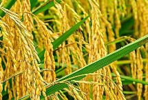 繁优609水稻种简介 籼型三系杂交水稻品种