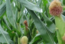 博新35玉米种子特点 合理安排种植密度