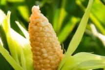 荣玉1608玉米品种的特性 生育期117.2天