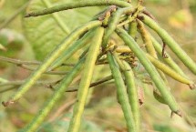 绿豆的产地 全国大部分地区均有分布
